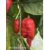 Bhut Jolokia Surprise Pepper Seeds 
