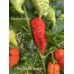 Bhut Jolokia Surprise Pepper Seeds 