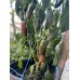 Mucho Nocho Pepper Seeds  