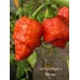 Carolina Reaper x Trinidad Scorpion Moruga Red Pepper Seeds
