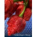 Carolina Reaper x Trinidad Scorpion Moruga Red Pepper Seeds
