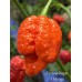 Carolina Reaper x Trinidad Scorpion Moruga Red Pepper Seeds