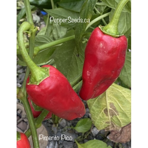 pimento Pimiento Picón Pepper Seeds