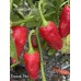 Pimiento Picón Pepper Seeds Pimiento Picón Pepper Seeds