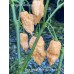Jays Ghost Scorpion Peach Pepper Seeds