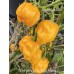7-Pot White x Big Yellow Mama Pepper Seeds 
