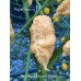 Jays Ghost Scorpion Peach Pepper Seeds