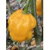 7-Pot White x Big Yellow Mama Pepper Seeds 