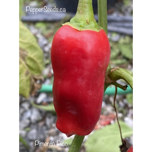 Pimiento Picón Pepper Seeds