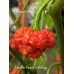 Carolina Reaper x Trinidad Scorpion Moruga Red Pepper Seeds