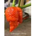 Carolina Reaper x Trinidad Scorpion Moruga Red Pepper Seeds