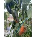 Mucho Nocho Pepper Seeds  