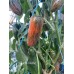 Mucho Nocho Pepper Seeds  