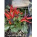 Numex April Fools’ Day Pepper Seeds  