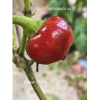 Iranian Cherry pepper Seeds Iranian Cherry pepper Seeds