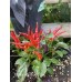 Numex April Fools’ Day Pepper Seeds  