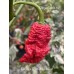 KAOS x Bhut Jolokia Red Pepper Seeds KAOS x Bhut Jolokia Red Pepper Seeds
