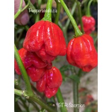 7-Pot BTR Pepper Seeds