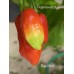 Raja Mirch Pepper Seeds 