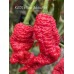 KAOS x Bhut Jolokia Red Pepper Seeds KAOS x Bhut Jolokia Red Pepper Seeds