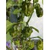 7-Pot Mustard Pepper Seeds 