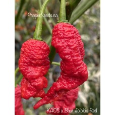 KAOS x Bhut Jolokia Red Pepper Seeds KAOS x Bhut Jolokia Red Pepper Seeds