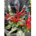Numex April Fools’ Day Pepper Seeds  