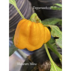 Habanero Yellow Pepper Seeds Habanero Yellow Pepper Seeds