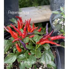 Numex April Fools’ Day Pepper Seeds Numex April Fools’ Day Pepper Seeds