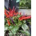 Numex April Fools’ Day Pepper Seeds  