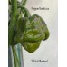 7-Pot Mustard Pepper Seeds 