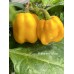 Habanero Yellow Pepper Seeds Habanero Yellow Pepper Seeds