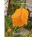 Aji Umba Yellow Pepper Seeds Aji Umba Yellow Pepper Seeds