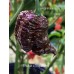 Bhutlah x Nagabrains Chocolate Pepper Seeds 