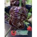 Bhutlah x Nagabrains Chocolate Pepper Seeds 