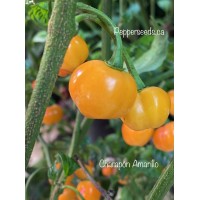 Charapón Amarillo Pepper Seeds