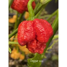 Pepper XXX Pepper Seeds Pepper XXX Pepper Seeds