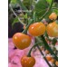 Charapón Amarillo Pepper Seeds