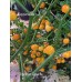 Charapón Amarillo Pepper Seeds