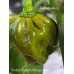 Trinidad Scorpion Moruga Green Pepper Seeds