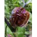 Bhutlah x Nagabrains Chocolate Pepper Seeds 
