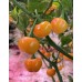 Charapón Amarillo Pepper Seeds