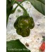 Trinidad Scorpion Moruga Green Pepper Seeds