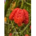 Pepper XXX Pepper Seeds Pepper XXX Pepper Seeds