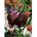 Bhutlah x Nagabrains Chocolate Pepper Seeds 