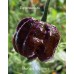 Bhutlah x Nagabrains Chocolate Pepper Seeds 