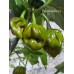 Trinidad Scorpion Moruga Green Pepper Seeds