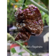 Bhutlah x Nagabrains Chocolate Pepper Seeds 