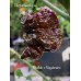 Bhutlah x Nagabrains Chocolate Pepper Seeds 