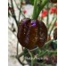 Bhutlah x Nagabrains Chocolate Pepper Seeds 